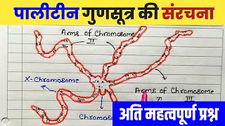 पालीटीन गुणसूत्र की संरचना व पालीटीन गुणसूत्र के कार्य  Polytene Chromosome  Class12th Biology [upl. by Anniram585]