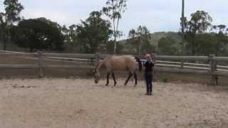 How to teach a horse to lay down naturally without ropes  Tutorial [upl. by Clarissa]