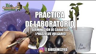 Práctica de Germinación Fisiología Vegetal UPELIPMAR 2018 [upl. by Alenas394]