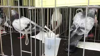 Tipplers with Caps at 15th Annual Purgrain Pigeon Show [upl. by Bowlds]