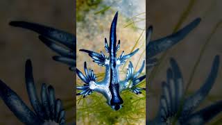 GLAUCUS ATLANTICUS  The Blue Dragon [upl. by Htrap401]