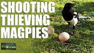 AirHeads  Shooting Thieving Magpies episode 6 [upl. by Hteik]