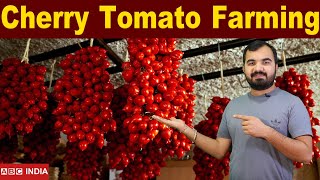 Cherry tomato Farming  पूरे साल होने वाला टमाटर  Minimum 100 Rs per kg  green house tamatar [upl. by Awuhsoj]