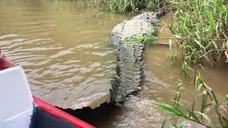 Crocodile Tour  Rio Tarcoles Costa Rica [upl. by Ahseiuqal760]