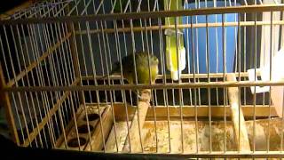 REAL SPANISH TIMBRADO CANARY SONG Note 2011 [upl. by Palmira]