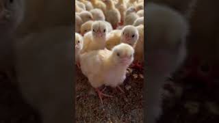 Poultry Farm business 🐣🐣🐣 youtubeshorts subscribemychannel broilerpoultryfarm broiler [upl. by Cima153]