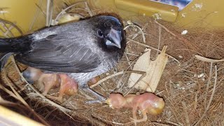 How to foster using society finches [upl. by Anelrad]