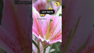 Lily Facts shorts facts flowers [upl. by Talya]