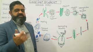 Loose Smut of Wheat Urdu Hindi medium profmasoodfuzail  Life cycle of Ustilago tritici [upl. by Floro]