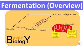 Fermentation Overview updated [upl. by Carolyne]