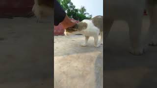 Animals 2024😺।cat mowing parte  368 । 🖤🐈🖤।cat shorts banglarcat [upl. by Gregory]