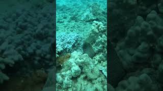 Moray eel in Kaua’i scubadiving kauai eel fathomfiverdivers [upl. by Atteyram]