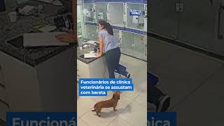 Funcionários de clínica veterinária se assustam com barata shorts balançogeral [upl. by Darach]