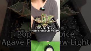 How to Choose Grow Light for Your Agave Plant growlight indoorplants agaveplant [upl. by Sandell]