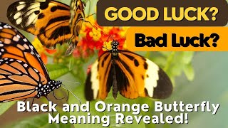 Unlocking the Mysteries Black and Orange Butterfly Meaning Revealed [upl. by Hsiwhem]