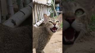 Hissing sound of cats  cat voice catlife catlovers [upl. by Kentiga]