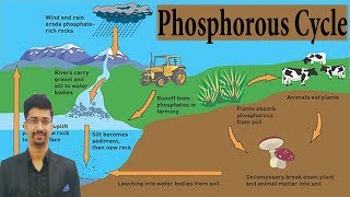 Phosphorus Cycle Explained in Hindi  Environment amp Ecology [upl. by Nellac737]