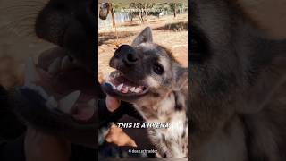 Hyenas  Known For His Licking Laughter [upl. by Amapuna]