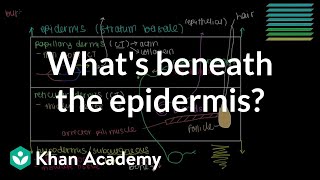 What lies beneath the epidermis Dermis and Hypodermis  NCLEXRN  Khan Academy [upl. by Anytsirhc]