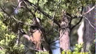 Crested Bellbird Oreoica gutturalis [upl. by Bigler]