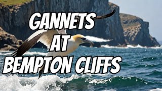 Gannets at Bempton Cliffs [upl. by Kerby]