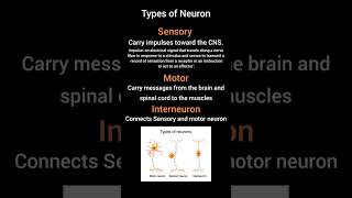 Types of Neuron  Sensory  Motor and Interneuron  Clinical Psychologist Iqra Saeed [upl. by Lednor614]