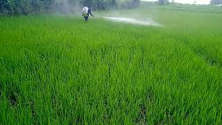 spraying insecticide to rice plants [upl. by Raphael]