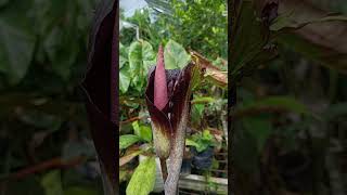 Amorphophallus spectabilis fully bloom nature relaxing amorphophallus gardening plantvanjava [upl. by Mientao]