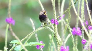 Yellowfaced Grassquit Tiaris olivaceus [upl. by Ylrevaw697]