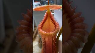 Nepenthes Edwardsiana carnivorousplant nepenthes pitcherplant houseplants plants plantlover [upl. by Haron]