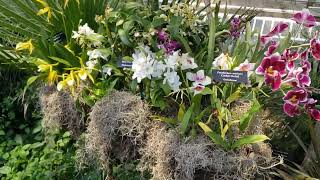 Orchids in Moss Hanging Baskets 2024 Chicago Botanic Garden Orchid Show February  March 2024 [upl. by Htrap]