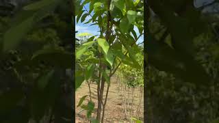 Aquilaria tree farming in Vietnam [upl. by Annav67]