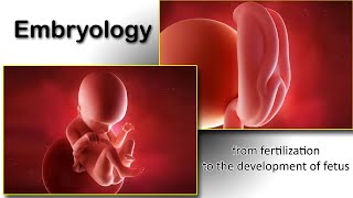 Embryology animation fertilization to development of the nervous system everything in one place [upl. by Imrots]