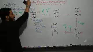 Biochimie Métabolisme des glucides Séance 2 S4 Svi [upl. by Zuzana]