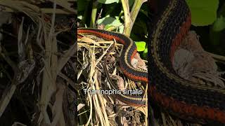 Thamnophis sirtalis Couleuvre rayée [upl. by Aymer]