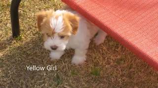 Coton de Tulear Puppies 7 weeks old [upl. by Kiri372]