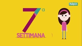 7° settimana di gravidanza [upl. by Aicilegna]