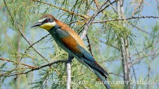 Gruccione Merops apiaster [upl. by Rao]