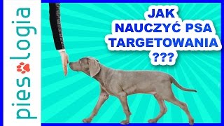 Jak nauczyć psa targetowania [upl. by Yelroc]