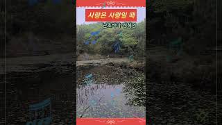 사랑은 사랑일 때 난초바다 정혜영 향기로운세상 곁에두고싶은시 자작시 shorts [upl. by Maurizio725]