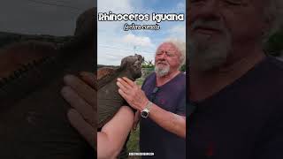 Tom Crutchfield and Rosco his pet RHINO IGUANA Cyclura cornuta 🦖 ReptileKeeper reptile iguana [upl. by Margalo]