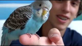 Comment apprivoiser une perruche avec William et Rowdy Part 01  How to tame a parakeet [upl. by Alf]