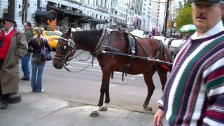 NYC Carriage Horse With Chronic Orthopedic Disorder Continues To Work Day In And Day Out [upl. by Phyllis448]