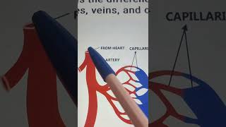 Capillaries veins and arteries arteries arteriesandveins capillaries [upl. by Solon172]