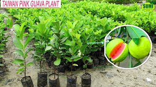 Advance Taiwan Pink Guava Farming  Taiwan pink Guava plant Available in Kolkata Call8926100200 [upl. by Aneelak730]