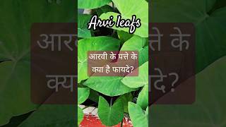 Aarvi leafs🍀😍 shorts youtubeshorts viral trending explore watchnow fyp foryoupage mustwatch [upl. by Ethbinium]