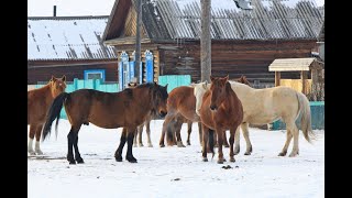 Bajkał Wioska Bajkalskoje [upl. by Yrtneg]