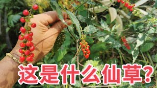 數珠珊瑚它的果红色那么美，你说吃了会怎么样？ Rivina Humilis Health Benefits。Manfaat Getihgetihan。 [upl. by Jedd282]