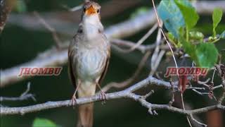 HERMOSO SONIDO DE PAJARO [upl. by Helve]