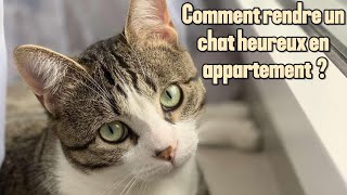 Comment rendre heureux un chat en appartement 🤔 [upl. by Hilda]